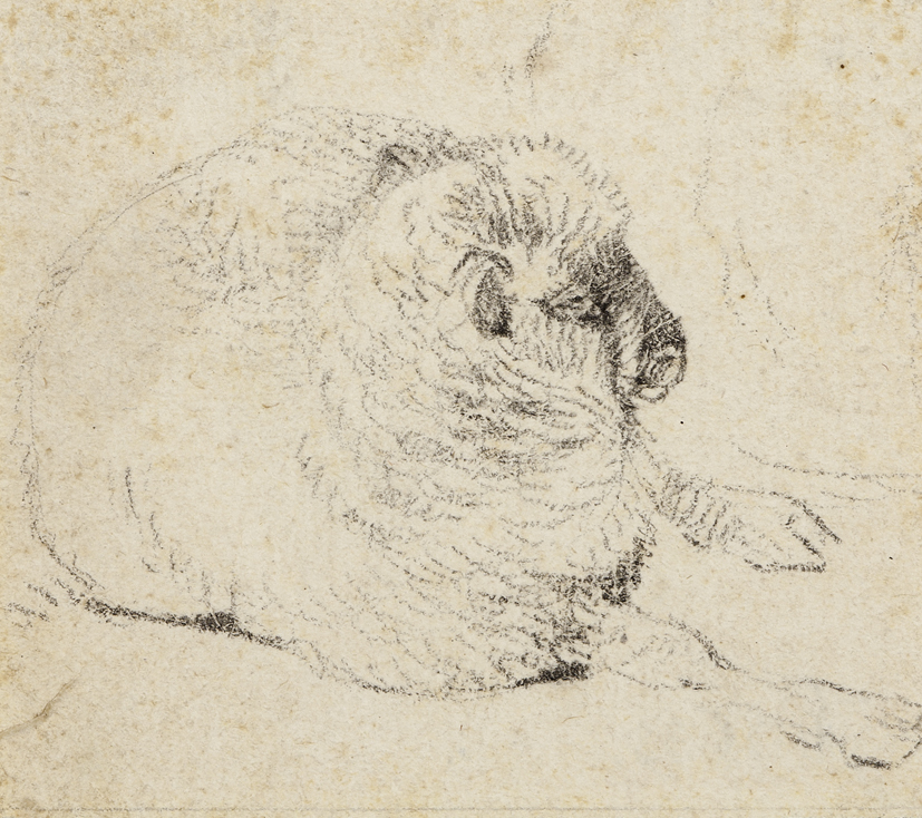 Studie van een schaap